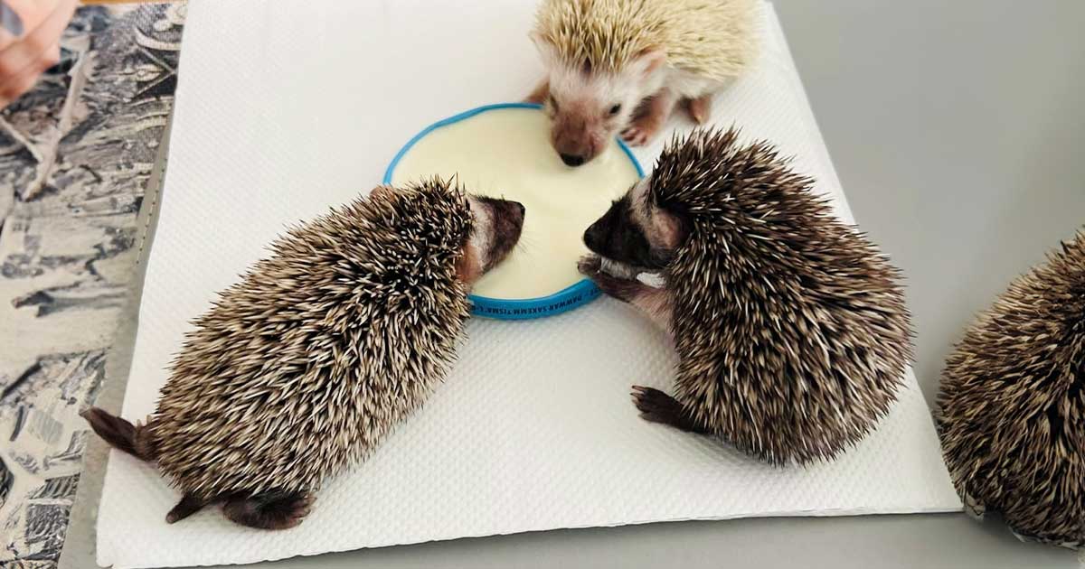 15 cute and prickly hedgehogs adopted by Melita